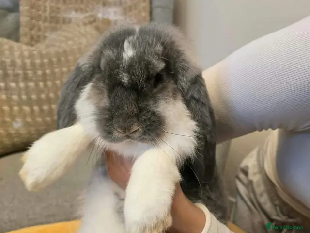 French Lop rabbits Pure Bread French Lops - Advert 1