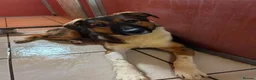 Mixed Breed dogs for adoption: Meet Rizzo, currently residing in Cheshire  in Nantwich - Advert 7