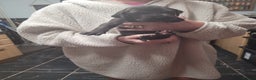 Great Dane dogs for sale: Magnificent litter of black great dane puppies - Advert 13