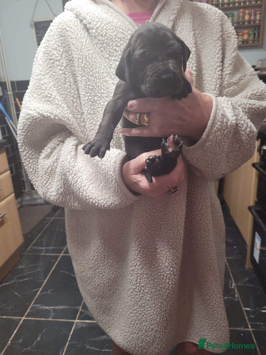 Great Dane dogs for sale: Magnificent litter of black great dane puppies - Advert 13