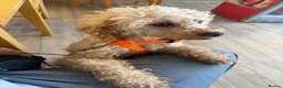 Toy Poodle dogs for stud: Beautiful and calm toy poodle for studding  - Advert 2