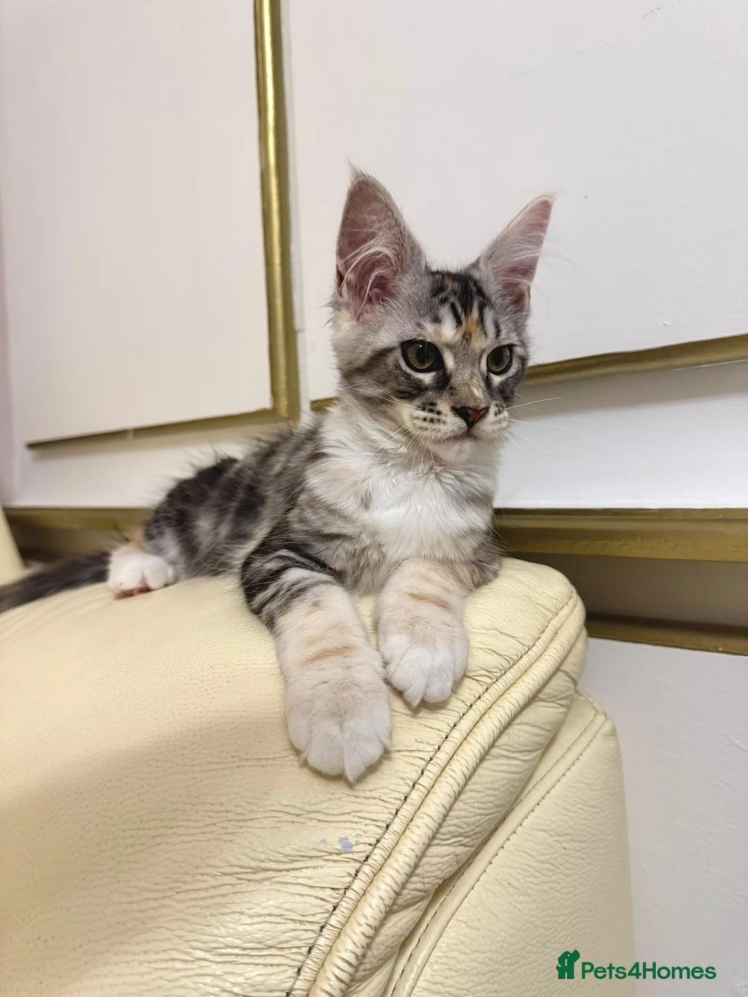 Maine Coon cats for sale: MaineCoonKitten🏆20+gen🧬Outstadning Full Pedigree - Advert 7