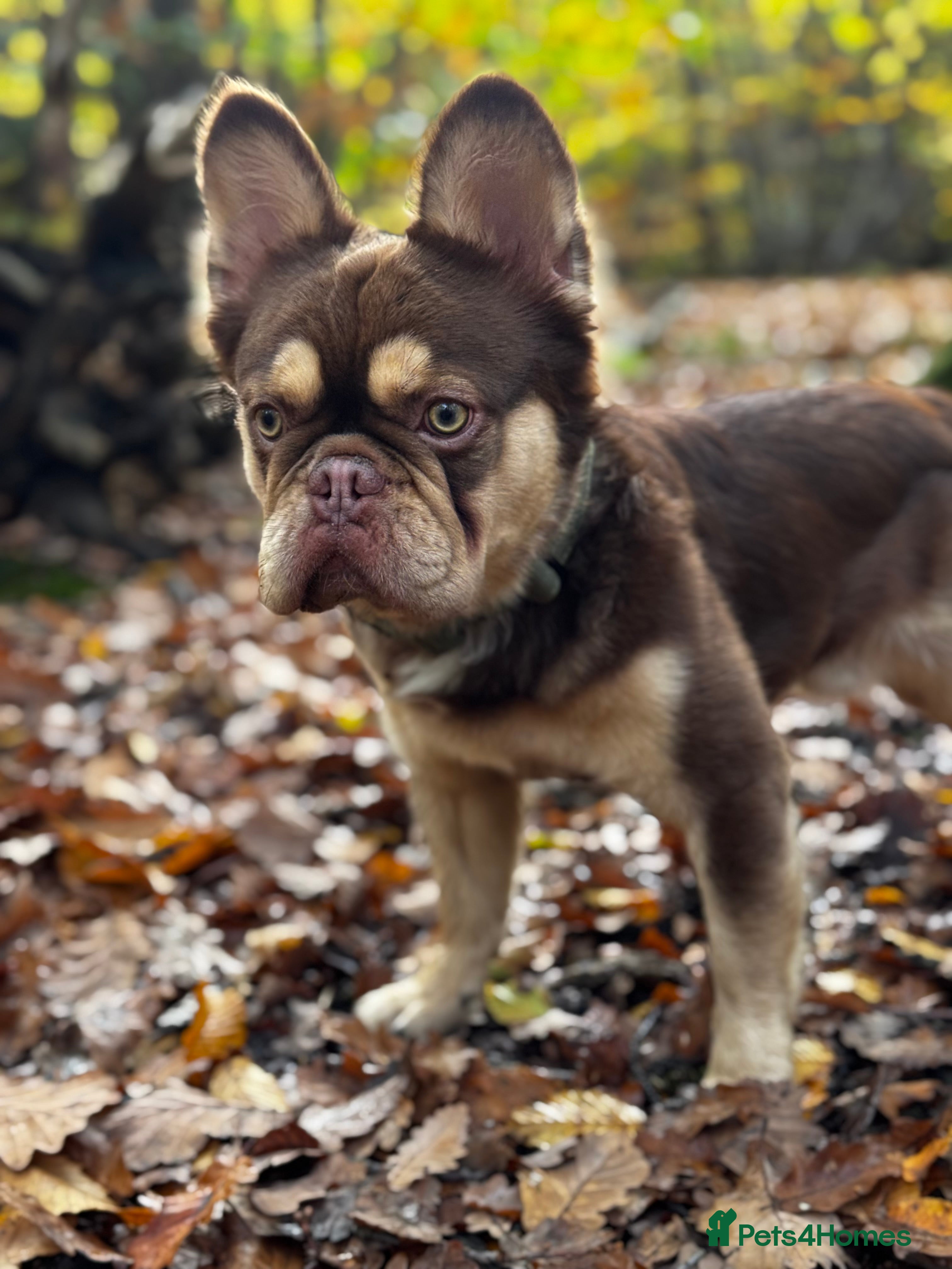 French Bulldog dogs RFG 0 & FBCE - Koda Bear - Full Fluffy Rojo & Tan - Advert 22