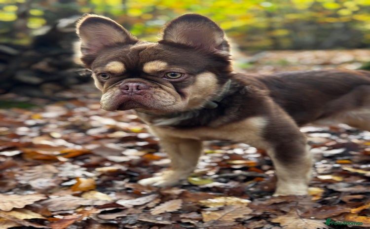 French Bulldog dogs - Advert 13