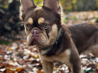 French Bulldog dogs - Advert 1