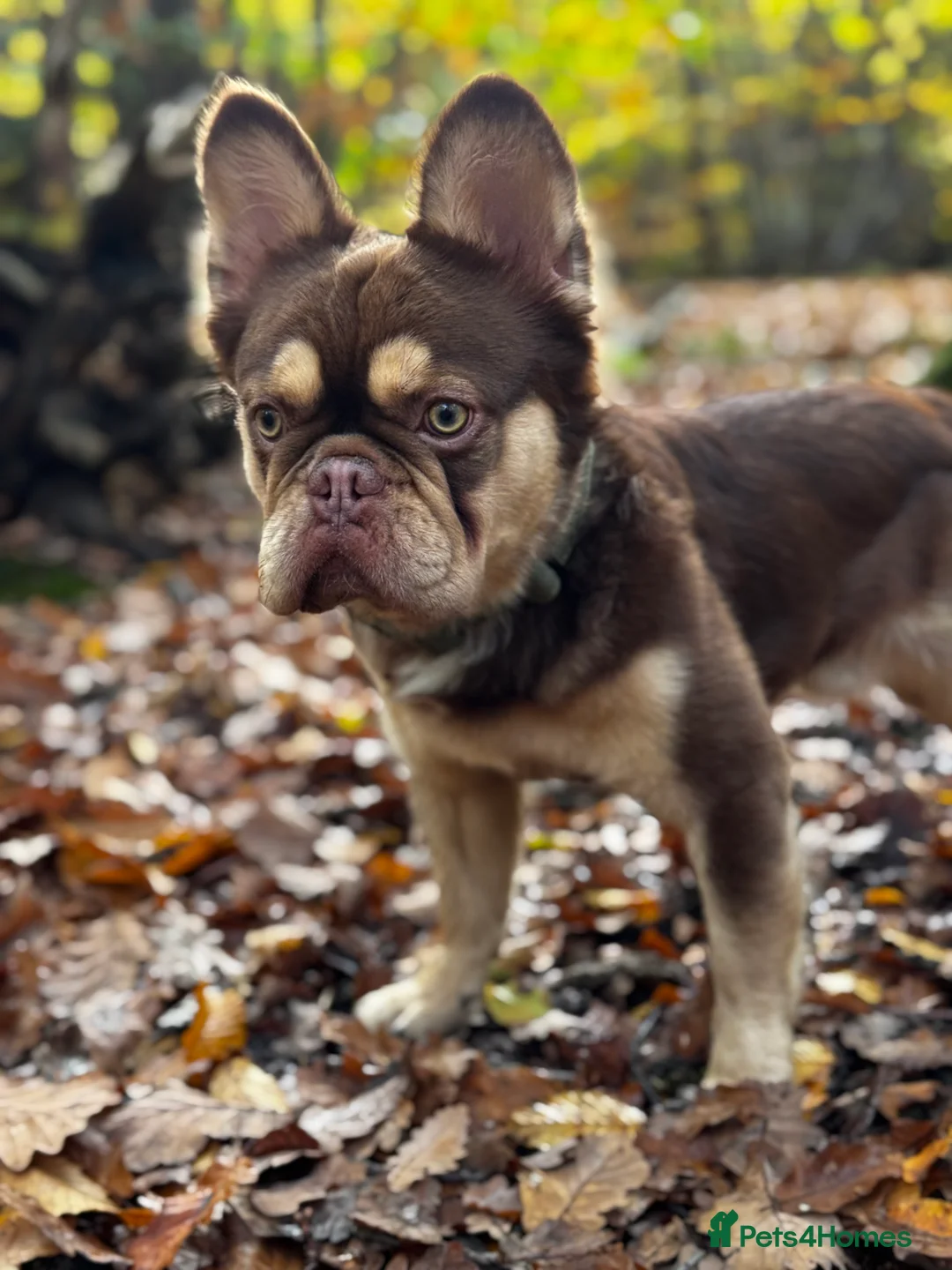 French Bulldog dogs for stud: RFG 0 & FBCE - Koda Bear - Full Fluffy Rojo & Tan - Advert 2