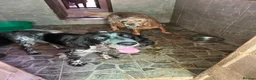 English Setter dogs for adoption: Yak   in Alfreton - Advert 8