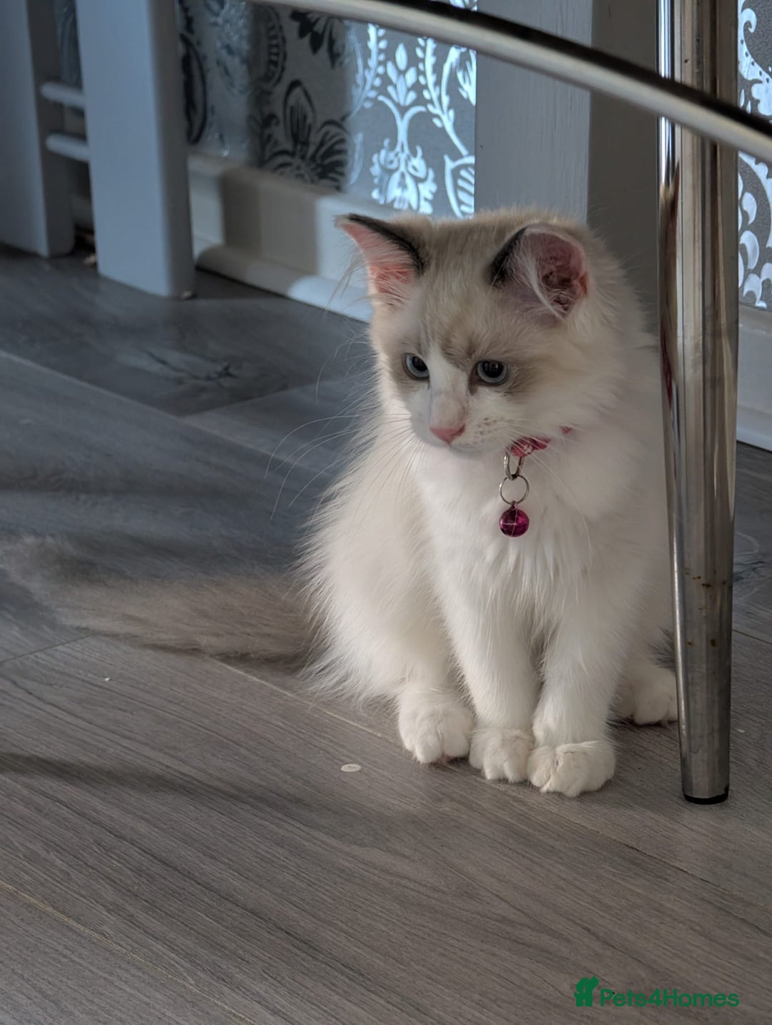 Ragdoll cats for sale: Pedigree Ragdoll kitten  - Image 4