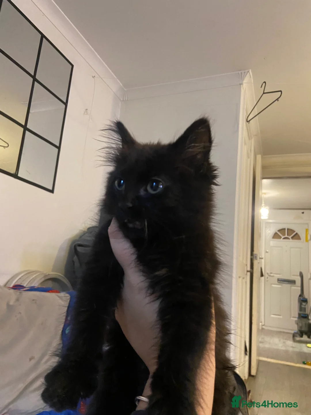 Mixed Breed cats for sale: Kittens/two adult cats - Advert 2