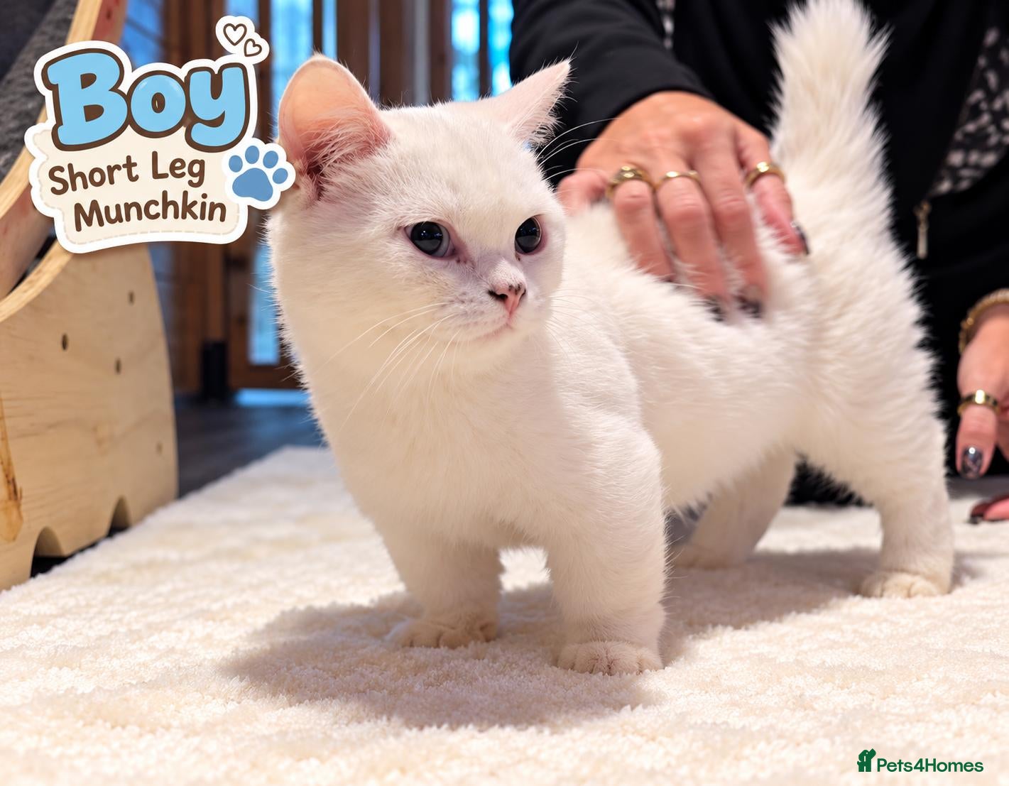 Munchkin cats Munchkin kittens - Advert 1