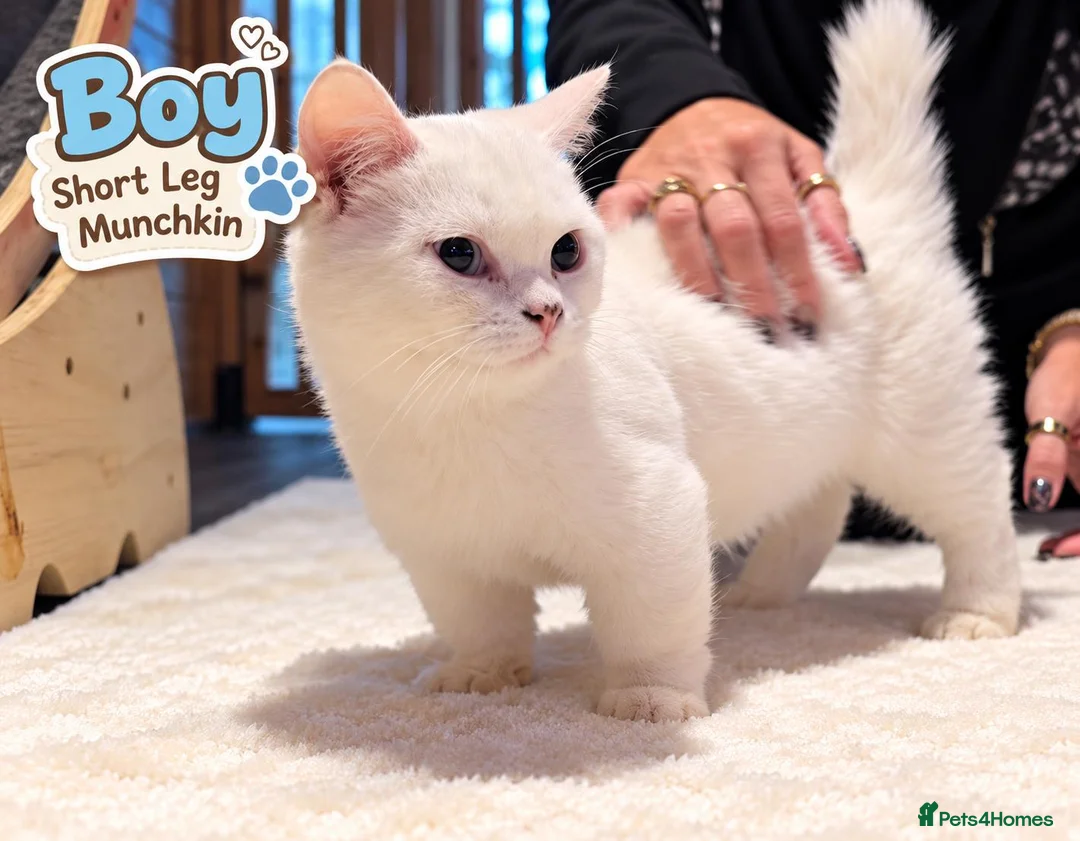 Munchkin cats for sale: Munchkin kittens - Advert 1