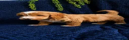Australian Labradoodle dogs for sale: Pure Australian labradoddle  - Advert 8