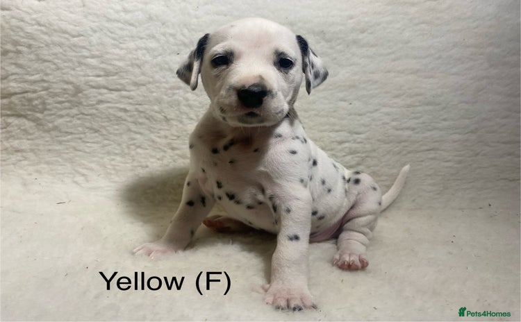 Dalmatian dogs - Advert 4