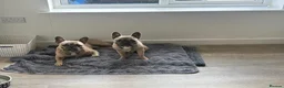 French Bulldog dogs for sale: Two French bulldogs - Advert 2