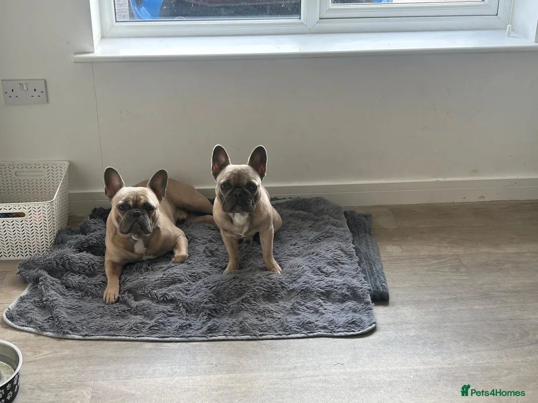 French Bulldog dogs for sale: Two French bulldogs - Advert 2