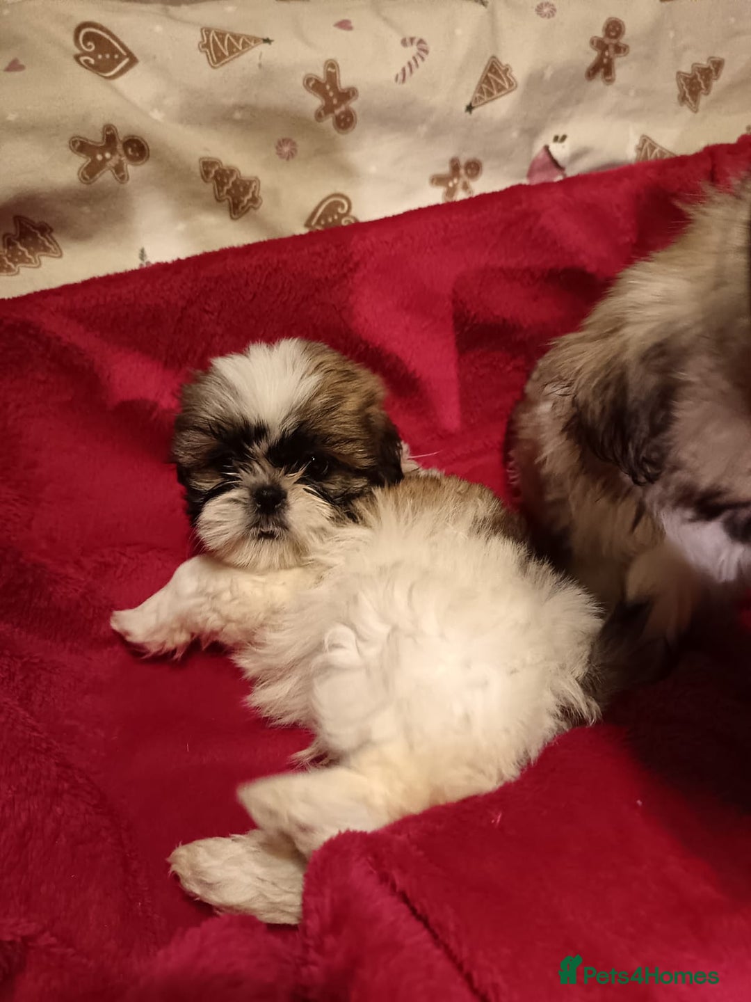 Shih Tzu dogs for sale: Shih Tzu puppy's  - Advert 4