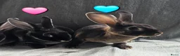 Rex rabbits for sale: £80pr Super Tame UNRELATED Mini Rex  - Advert 6
