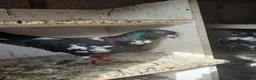 Pigeons birds for sale: Afghni pigeions in Southall - Advert 7