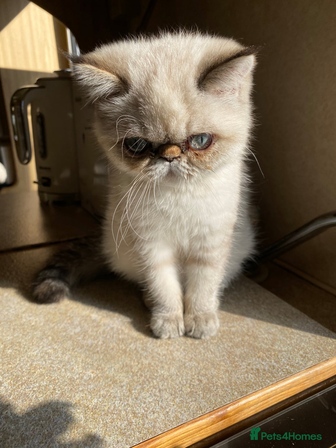 Exotic cats for sale: Outstanding Exotic Persian  - Image 22