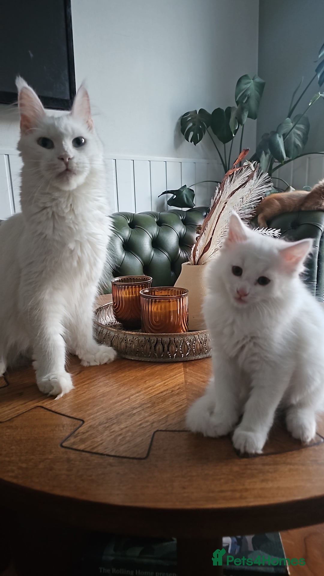 Mixed Breed cats for sale: White half Maine Coon kitten - Image 4