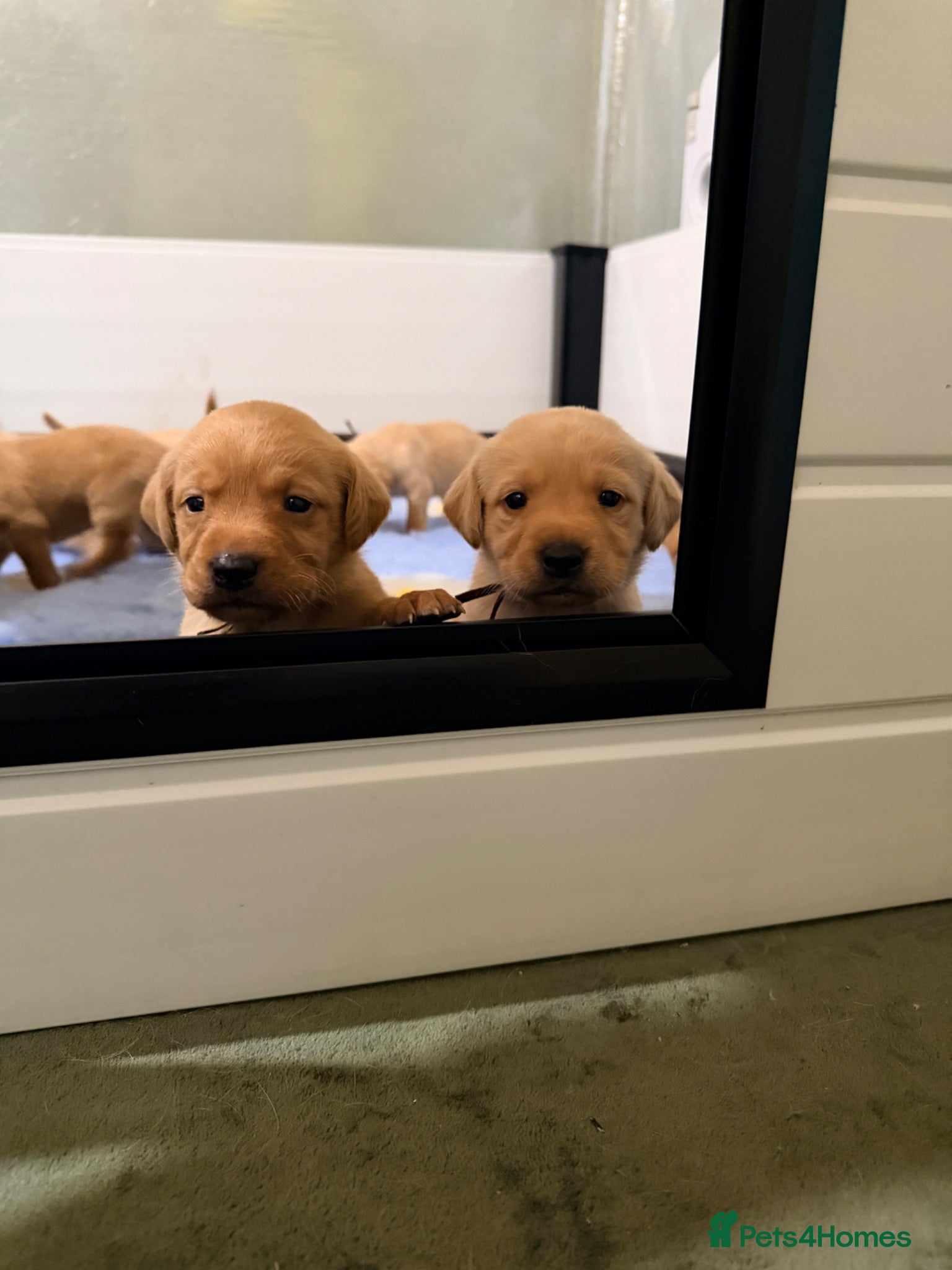 Labrador Retriever dogs KC Yellow/dark yellow Labradors - Advert 7