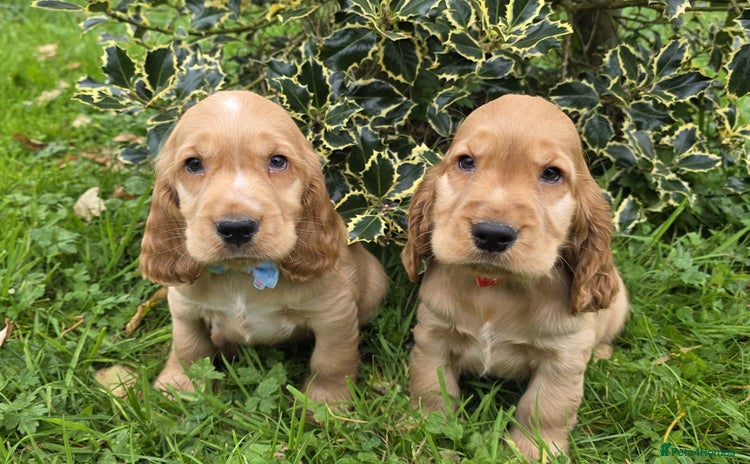 Cocker Spaniel dogs - Advert 8