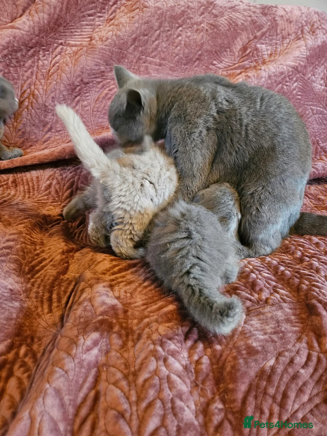 British Shorthair cats for sale: BRITISH SHORTHAIR X SCOTTISH FOLD READY NOW - Advert 2