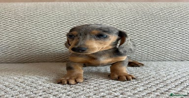 Miniature Dachshund dogs - Advert 5