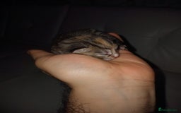Bengal cats for sale: Bengal kittens for rehome - Image 5