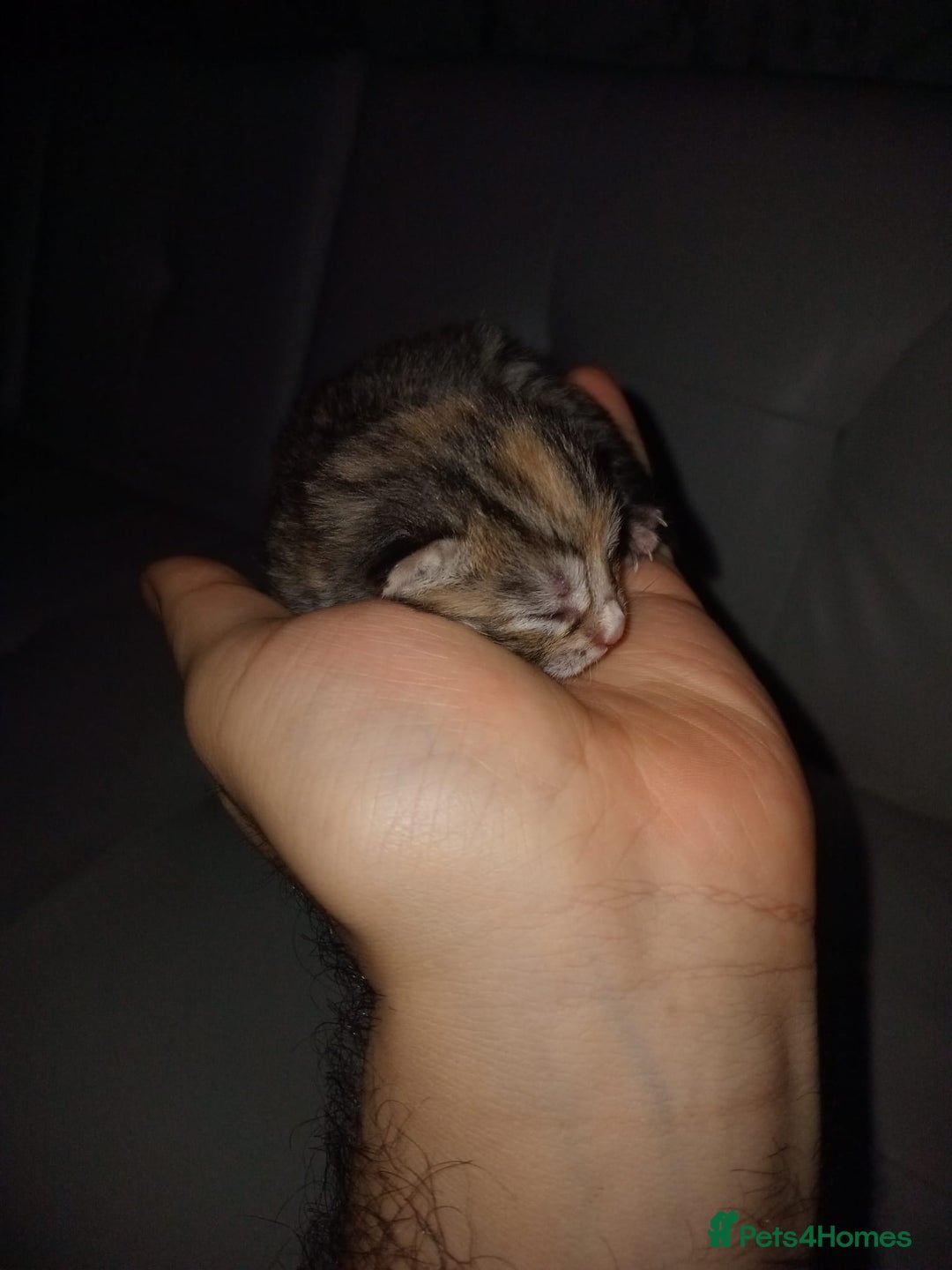 Bengal cats for sale: Bengal kittens for rehome - Image 5