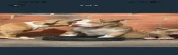 American Bully dogs for sale: American  bully puppies - Advert 20