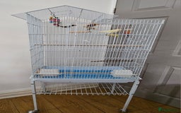Canaries birds for sale: Male canary and cage - Image 1