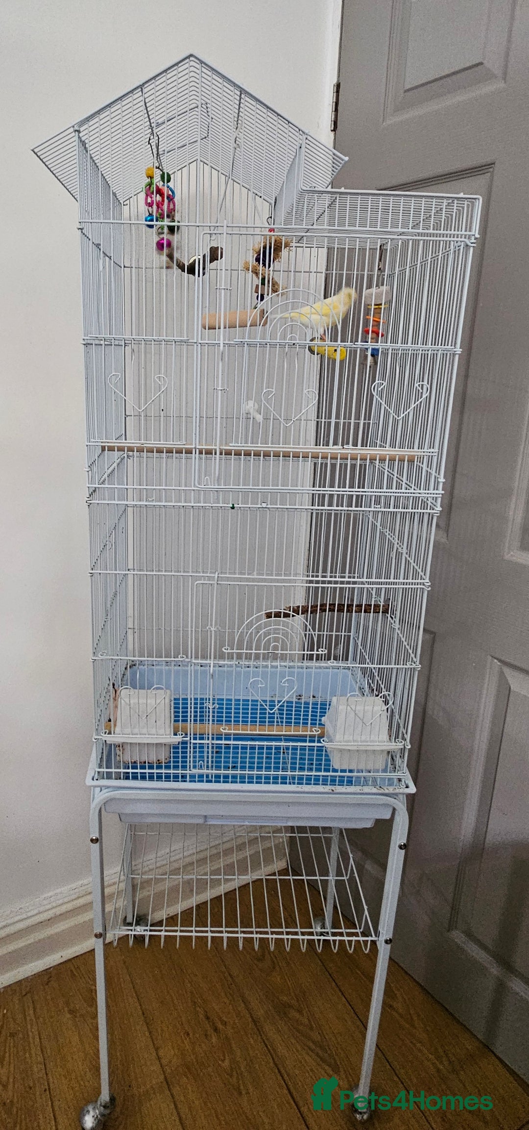 Canaries birds for sale: Male canary and cage - Image 1