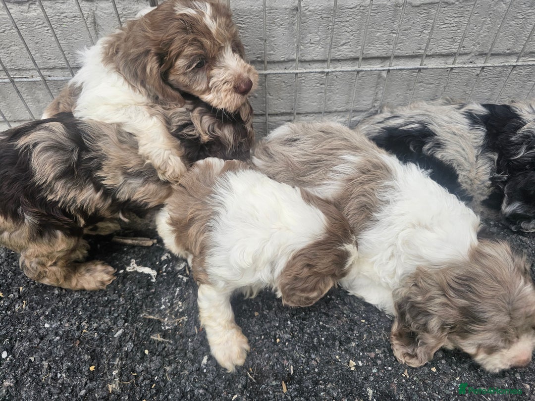 Cockapoo dogs for sale: Cockapoo puppies 🐶  - Image 9