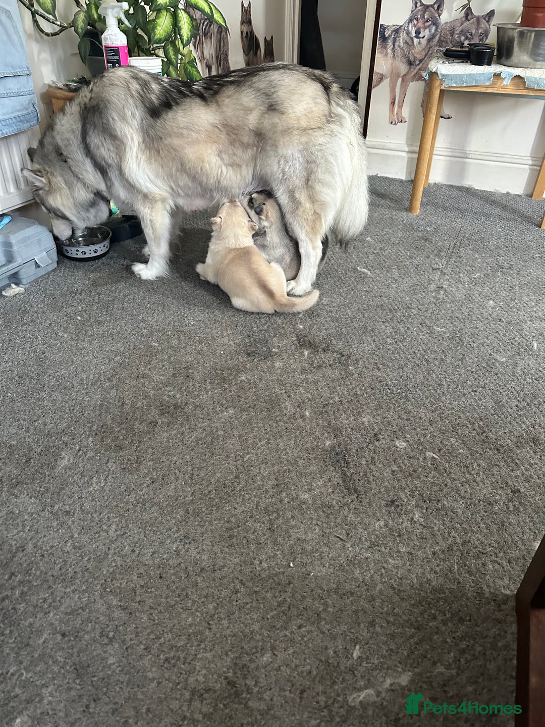 Siberian Husky dogs for sale: Pure breed Husky Puppies born 04/07/2025 - Image 7