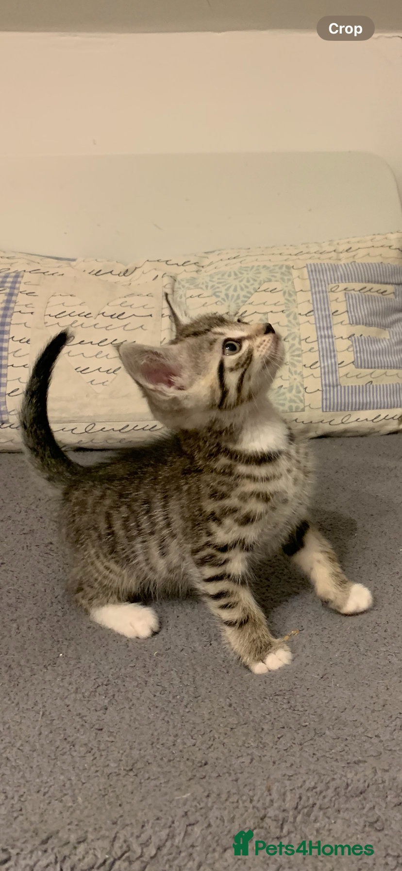 British Longhair cats Beautiful short and long hair kittens - Advert 2