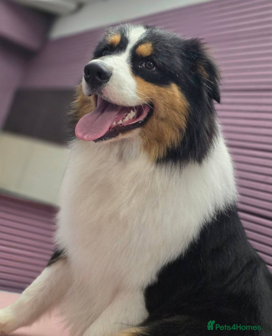 Australian Shepherd dogs for sale: Upcoming Litter – Australian Shepherd Puppies - Advert 8