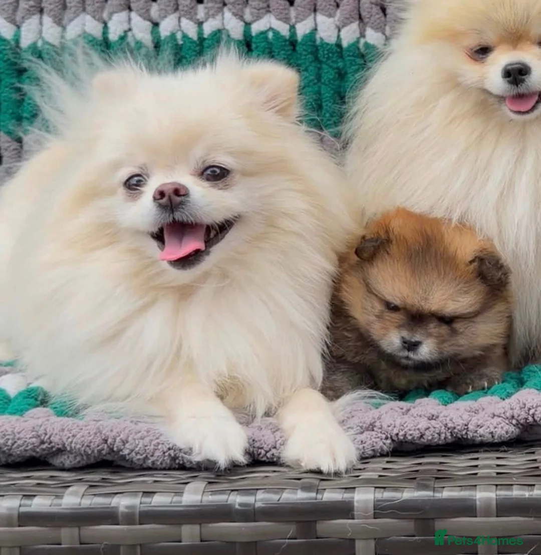 Pomeranian dogs for sale: Beautiful KC registered Teddy Bear Pom boy in Berkeley - Advert 2