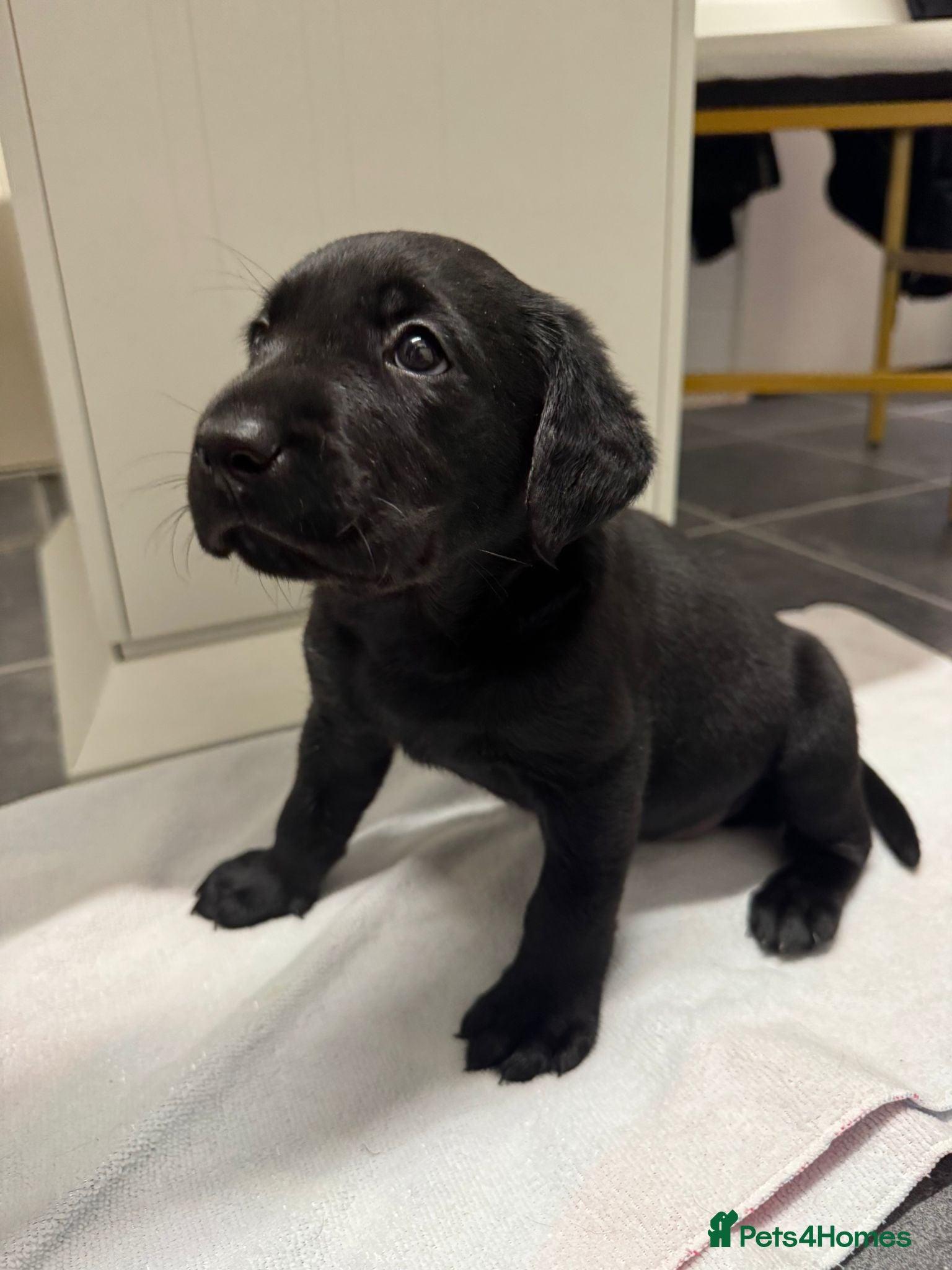 Labrador Retriever dogs Beautiful litter of labradors - Advert 17