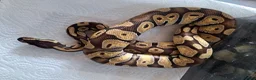 Snake reptiles for sale: Royal Pythons, Boa, Olive python Hoggies, Tortoise in Andover - Advert 10