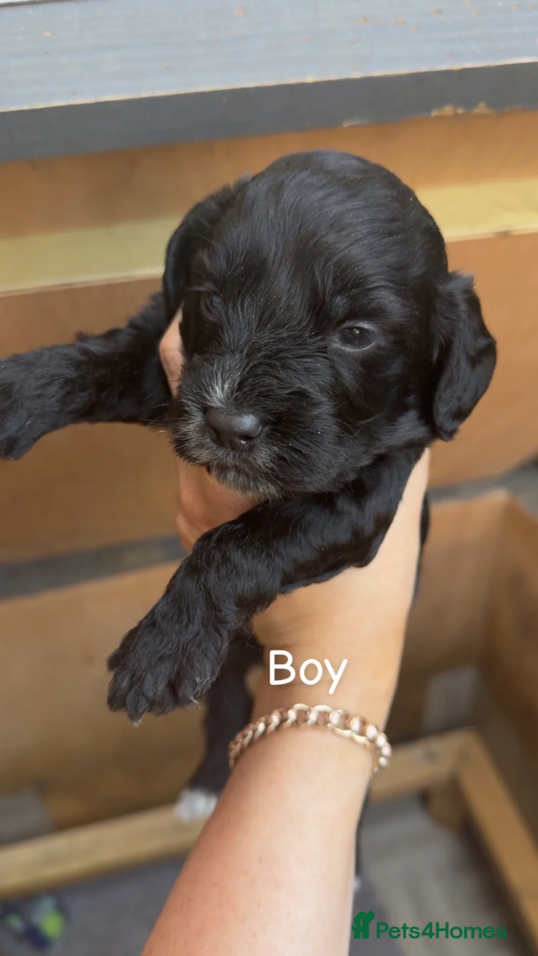 Cockapoo dogs for sale: 🐶 Beautiful Cockapoo Puppies Ready to Reserve 🐶 - Advert 2