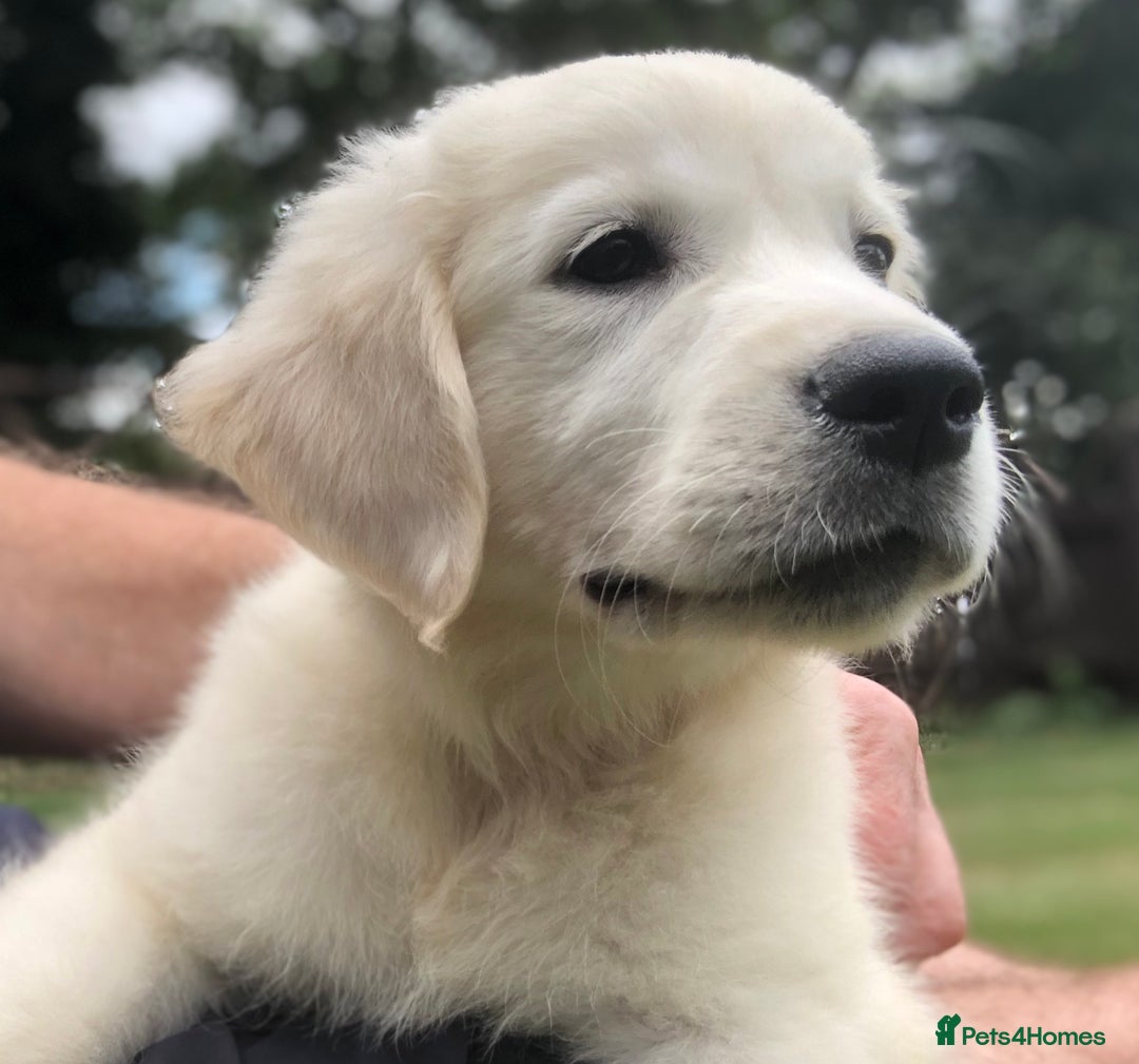 Golden Retriever dogs for sale: One lovely female puppy available  - Image 5