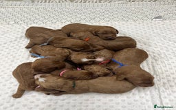 Goldendoodle dogs for sale: Top Quality Goldendoodle x Australian labradoodle  in Brough - Image 1