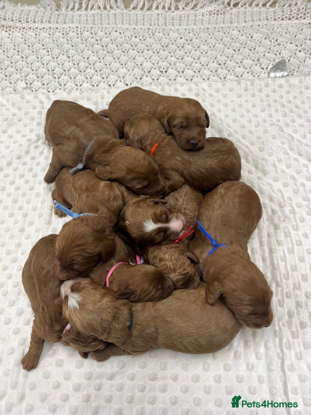 Goldendoodle dogs for sale: Top Quality Goldendoodle x Australian labradoodle  in Brough - Image 1