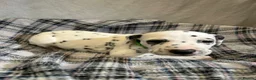 Dalmatian dogs for sale: Dalmatian puppies  in Okehampton - Advert 7