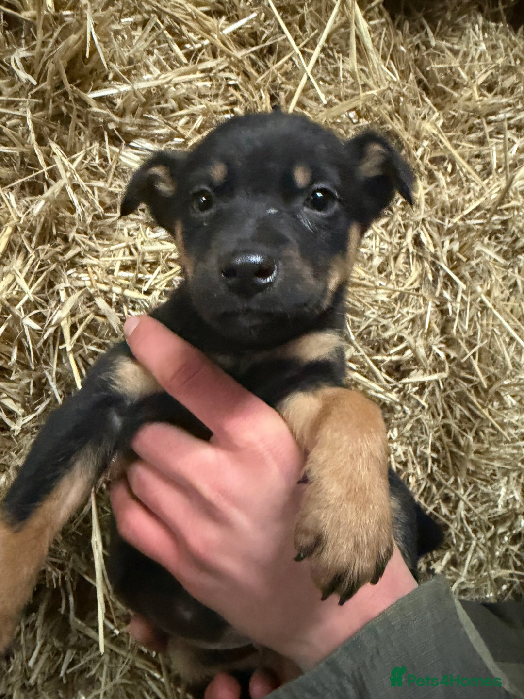 Mixed Breed dogs for sale: kelpie/blue heelers - Advert 29