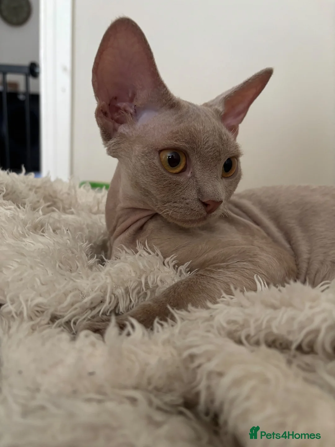 Devon Rex cats for sale: TICA Registered Devon Rex Girl - ACTIVE  - Advert 7