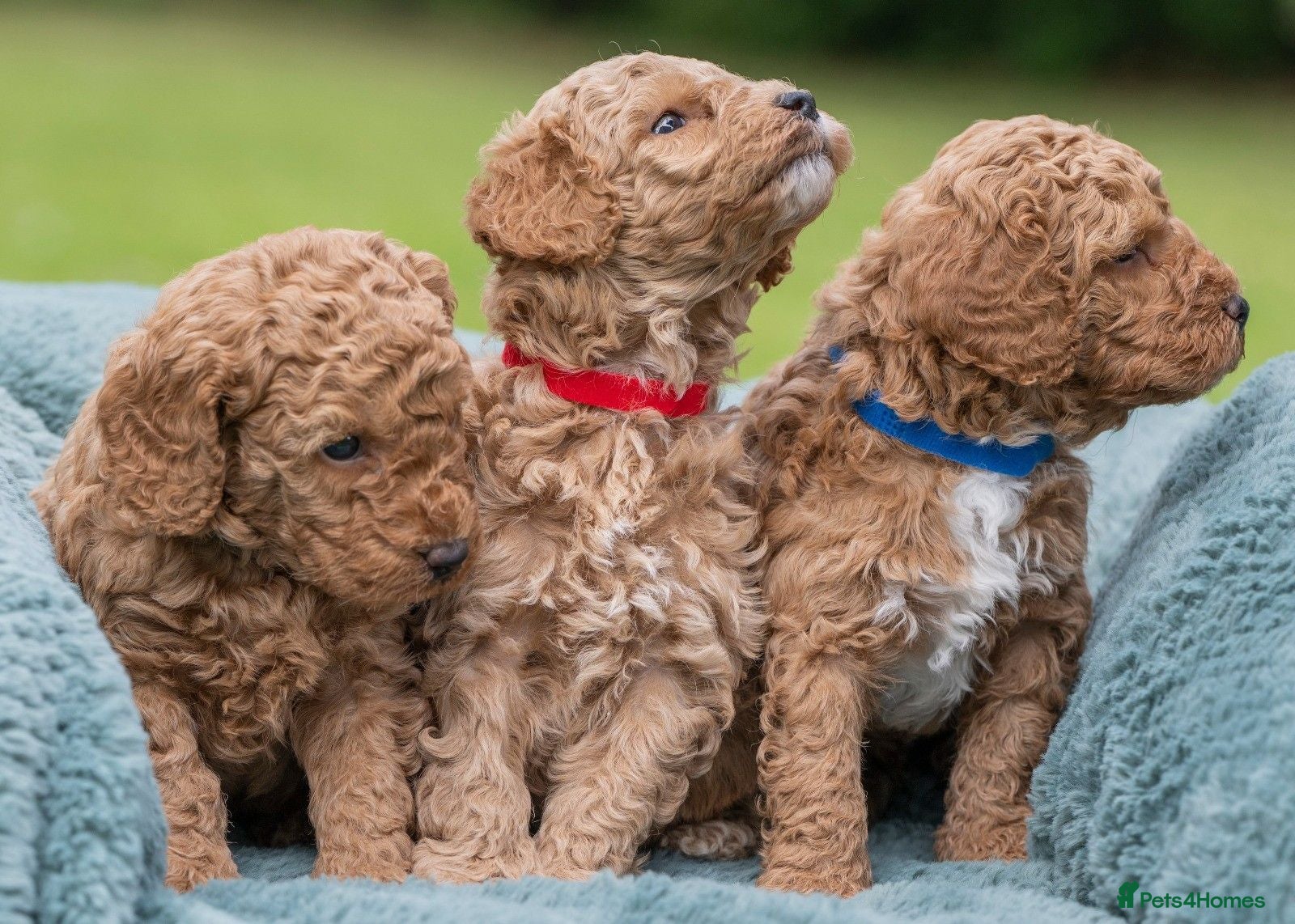 Australian Labradoodle dogs Australian Labradoodle puppies - Advert 1