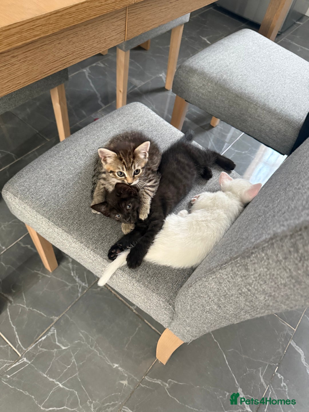 Turkish Angora cats for sale: Playful Kittens - Each ready for a loving home - Image 5