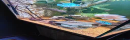 Cichlids fish for sale: Electric blue jack Dempseys,pink Oscar,barb,bichir - Advert 6